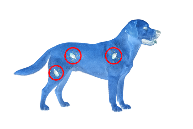 Dog with ticks highlighted by smart filter